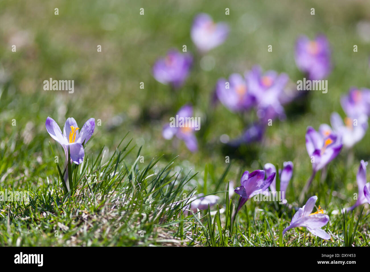 Molla di selvatico di crochi in ambiente naturale in Valle Chocholowska, Monti Tatra, Polonia Foto Stock