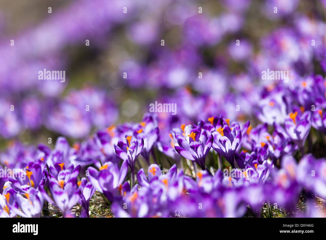 Molti selvatica di crochi fioritura in primavera nel loro ambiente naturale nella valle Chocholowska (Dolina Chocholowska), monti Tatra, Polonia Foto Stock