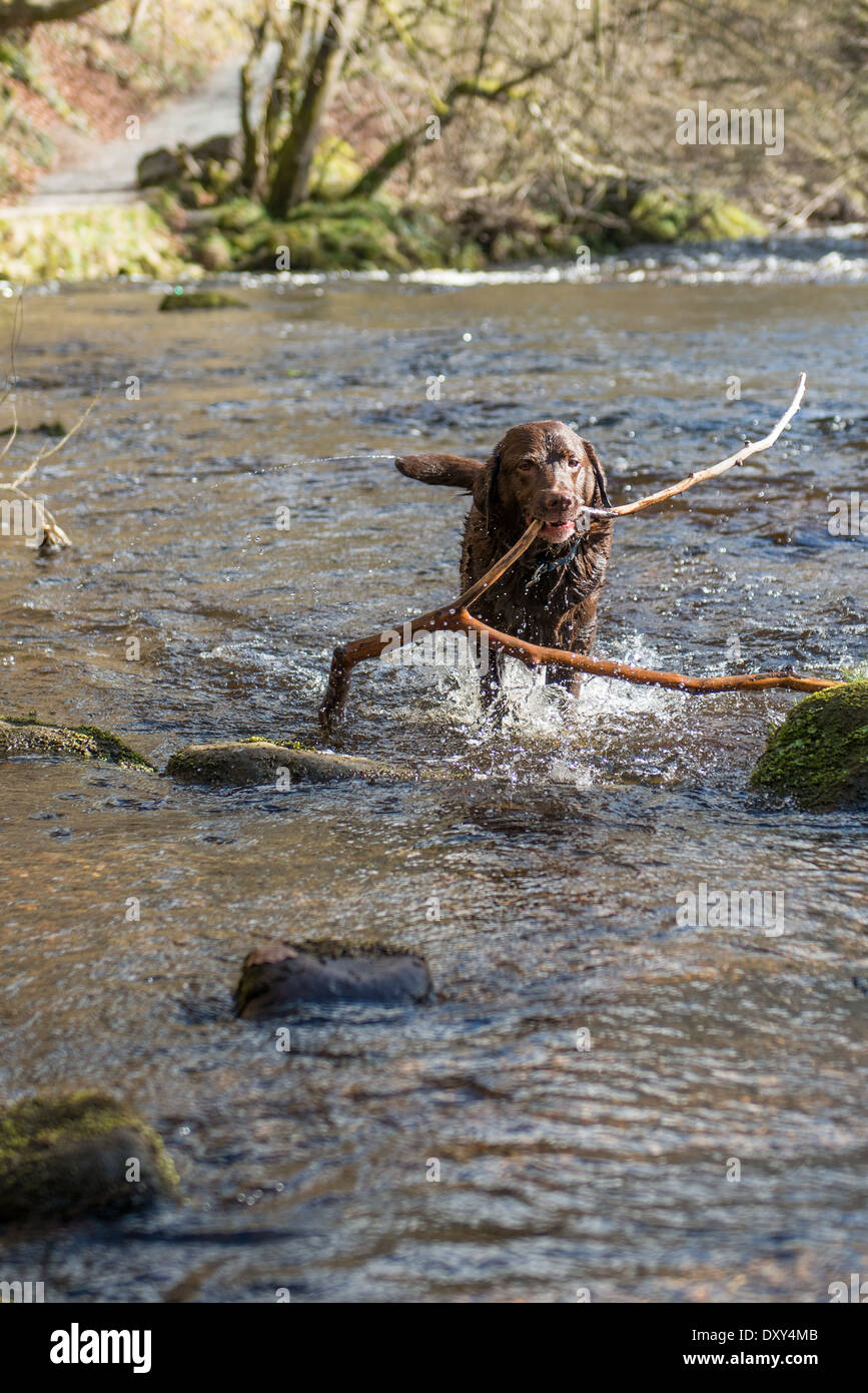 Il Labrador recupero lungo bastone in acqua. Foto Stock