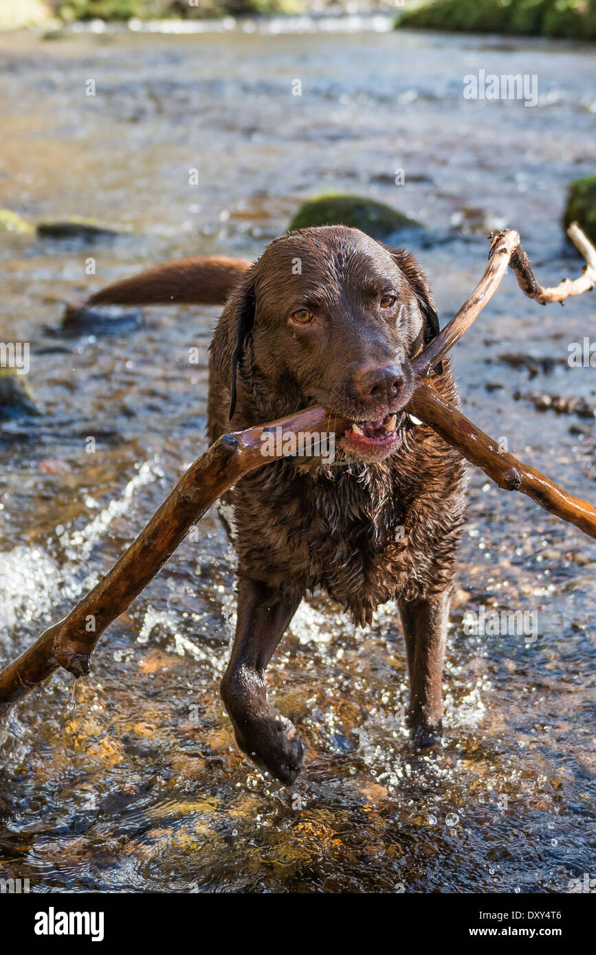 Il Labrador recupero lungo bastone in acqua. Foto Stock