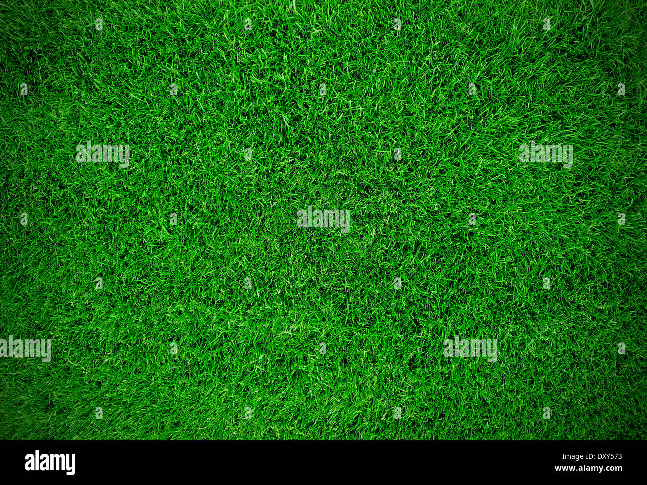 Prato verde erba del campo Foto Stock