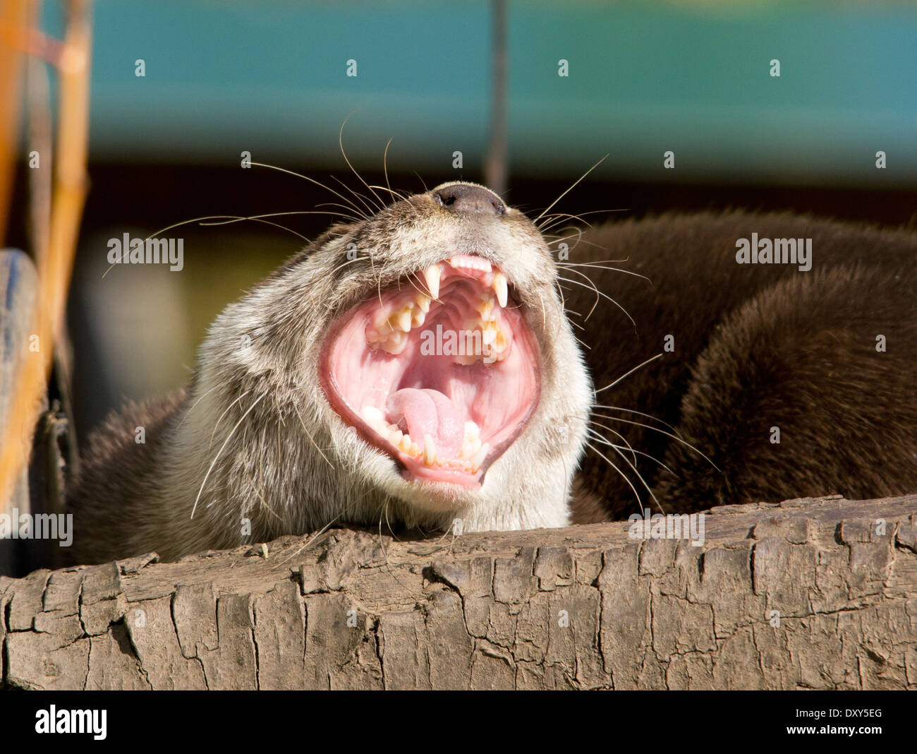 Asian breve artigliato Otter Foto Stock