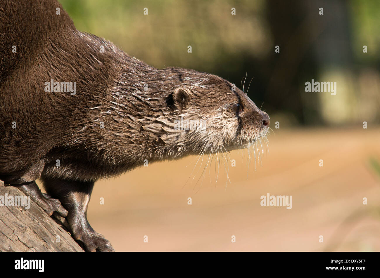 Asian breve artigliato Otter Foto Stock