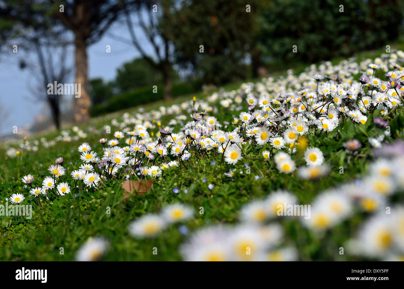 Vista di un bel fiore in primavera Foto Stock