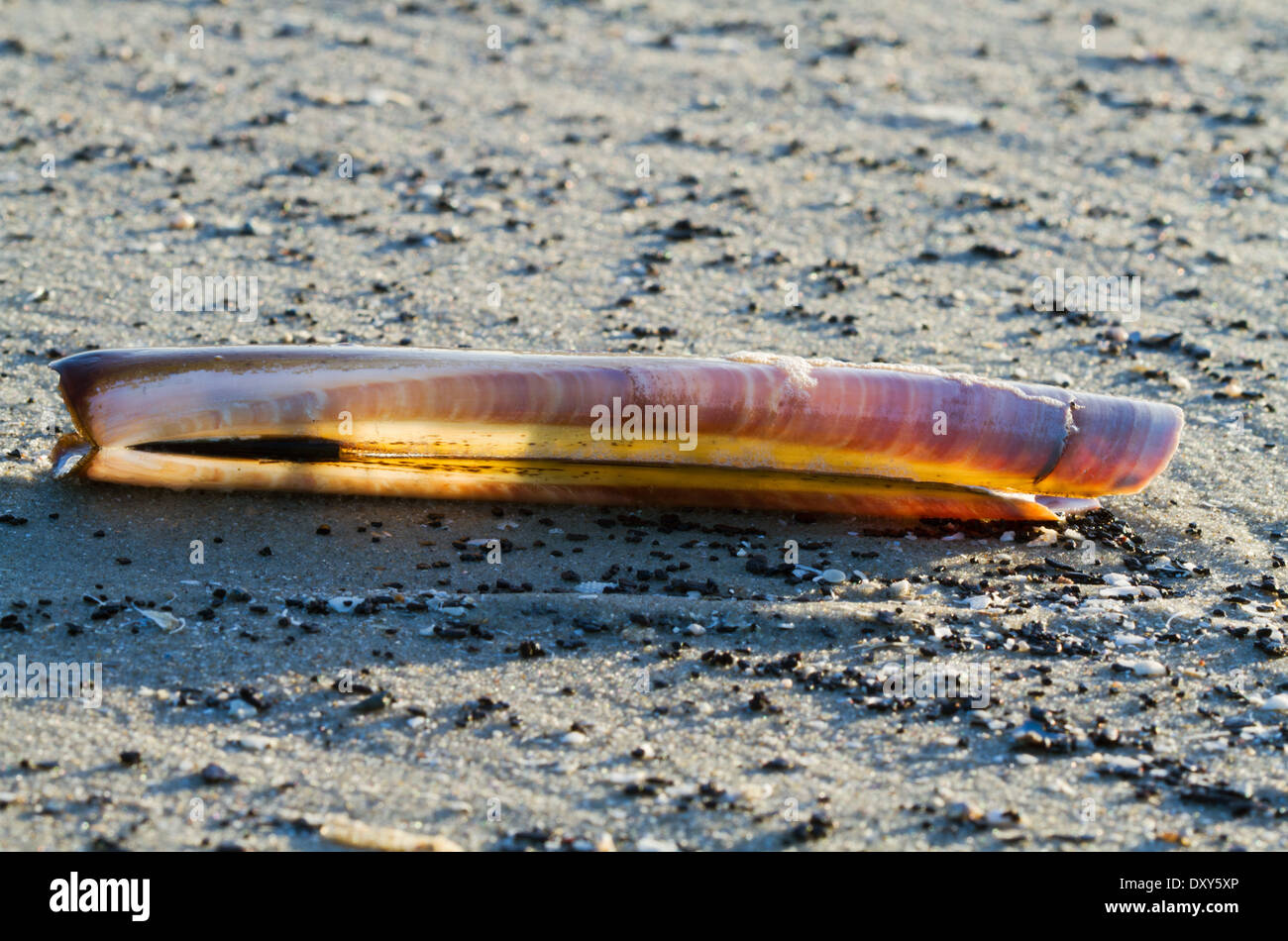 Sole che splende attraverso un Atlantic ribaltarsi clam. Foto Stock