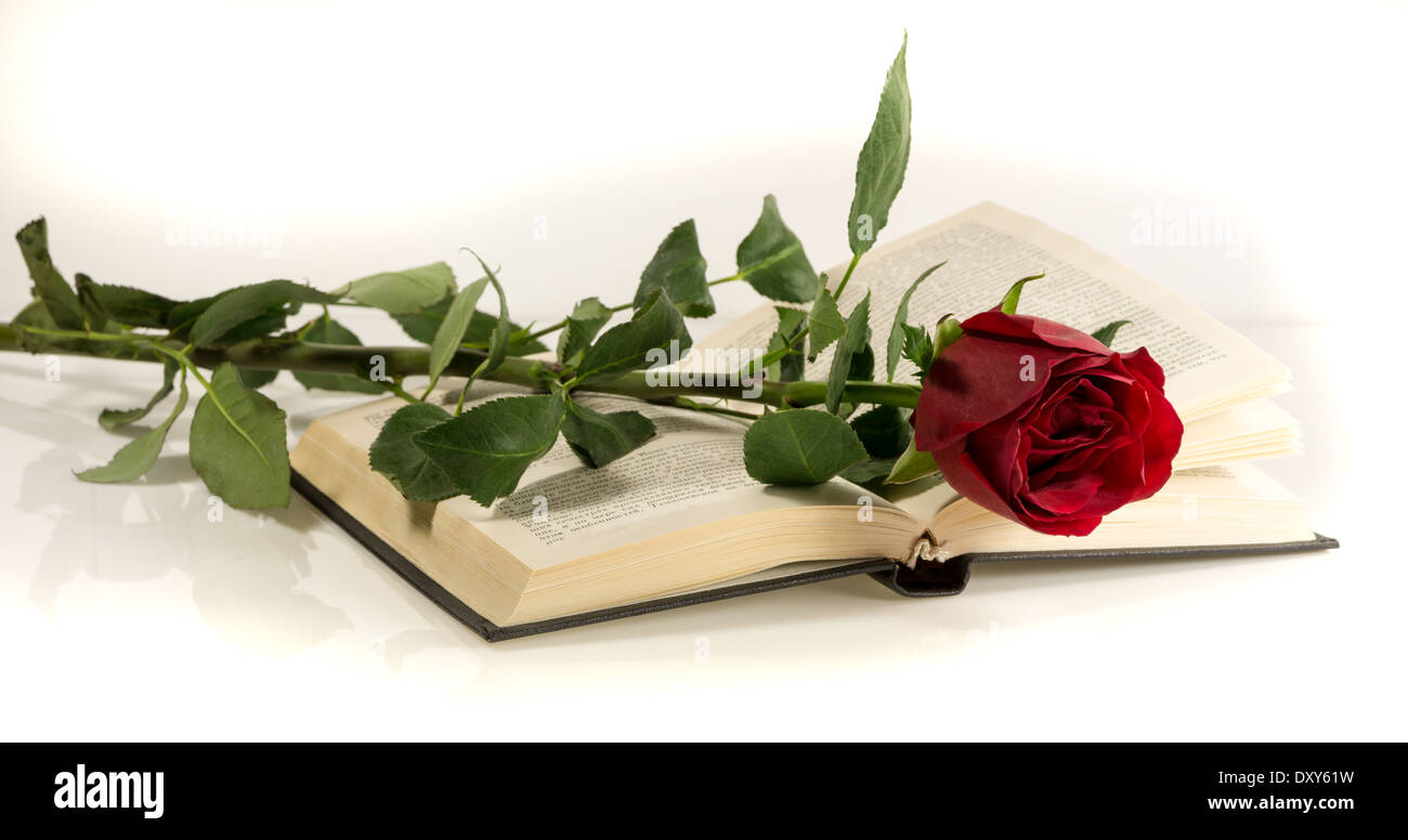 Red Rose si trova sul libro aperto. Sfondo bianco Foto Stock