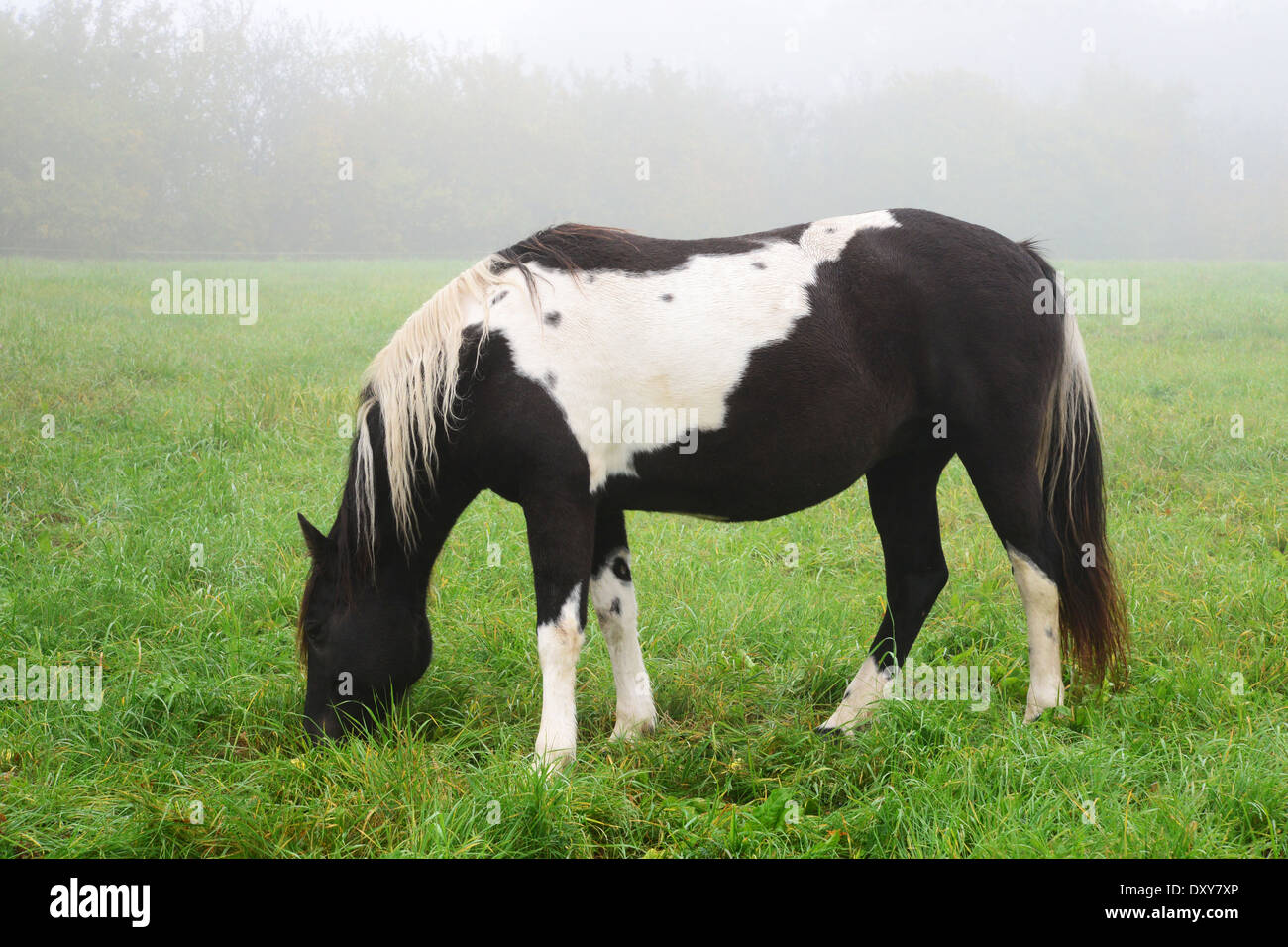 Cavallo nella nebbia. Sigulda Foto Stock