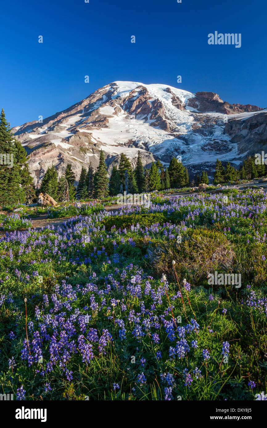 Il Parco Nazionale del Monte Rainier, Washington Foto Stock