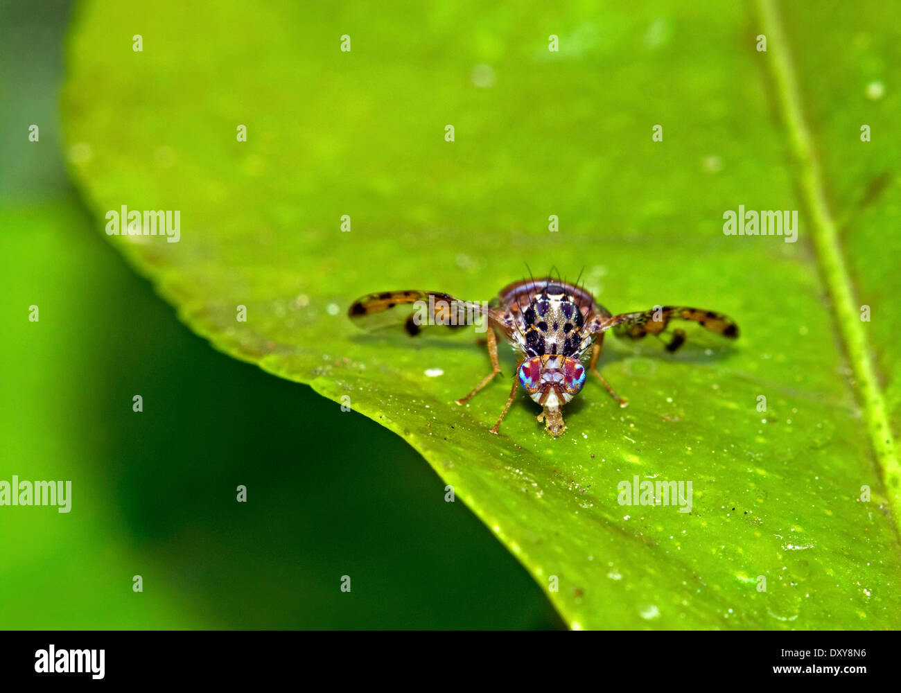 Mosca della frutta sulla foglia di agrumi Foto Stock