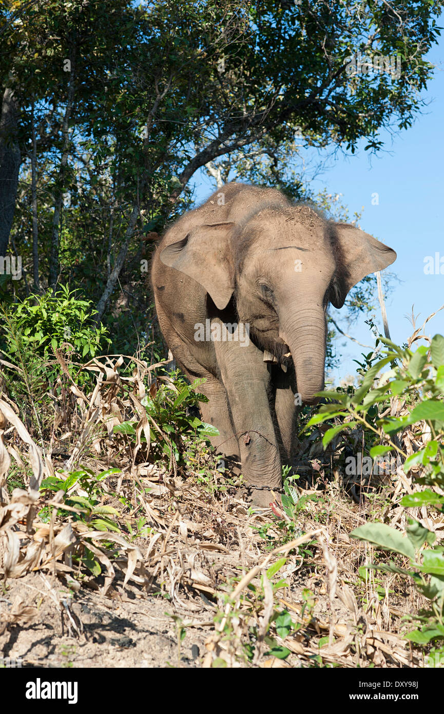 Giovane elefante, 4 anni, cerca di cibo in cornfield in Huay Pakoot. Foto Stock