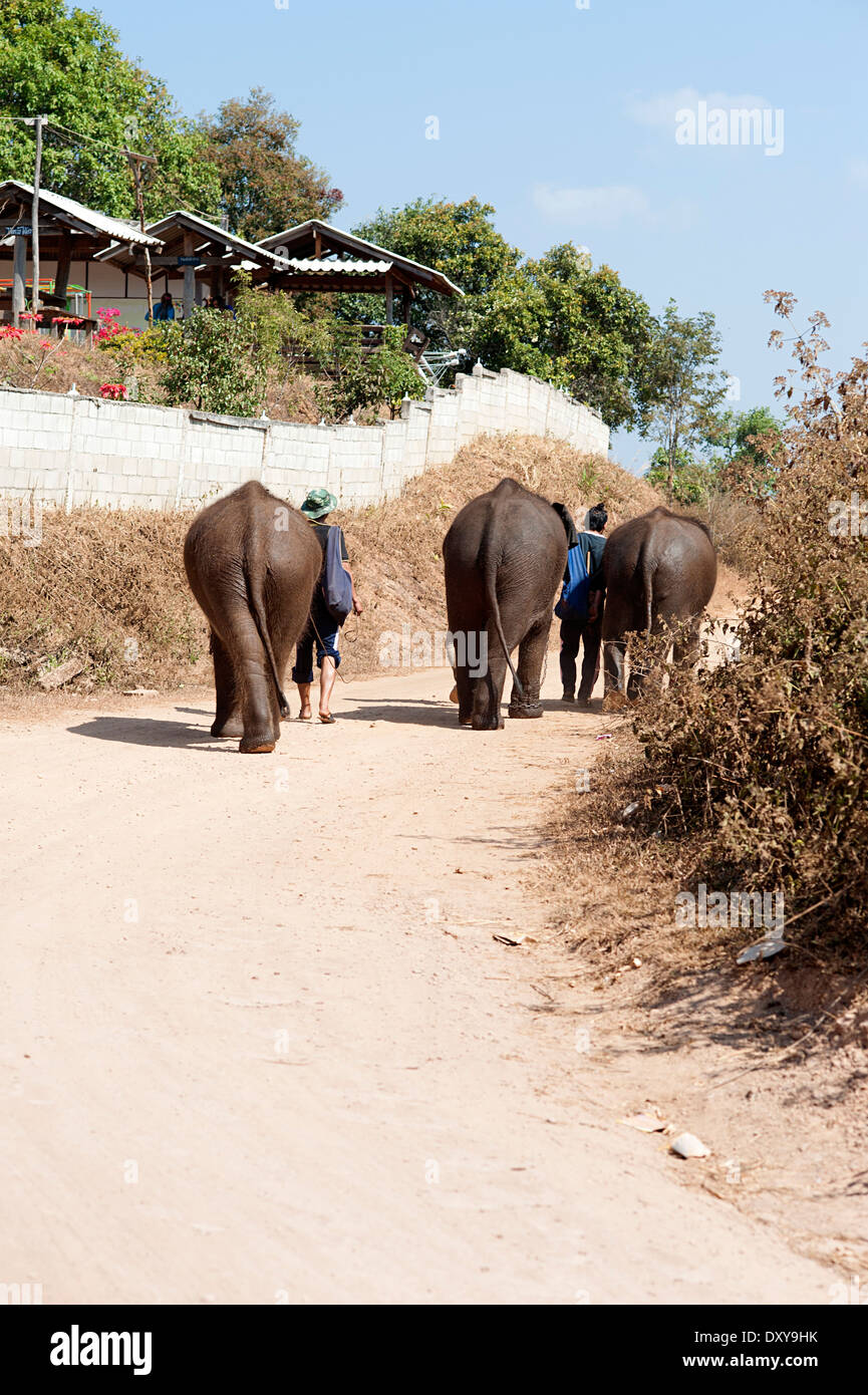 Tre giovani elefanti ed i loro mahouts a piedi sulla strada in Huay Pakoot villaggio nel nord della Thailandia. Foto Stock