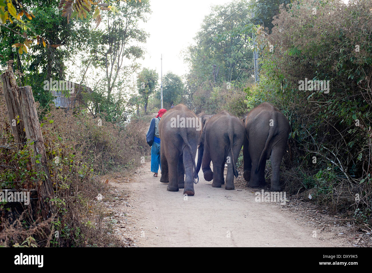 Tre giovani elefanti a piedi su per la collina di Huay Pakoot villaggio nel nord della Thailandia. Foto Stock