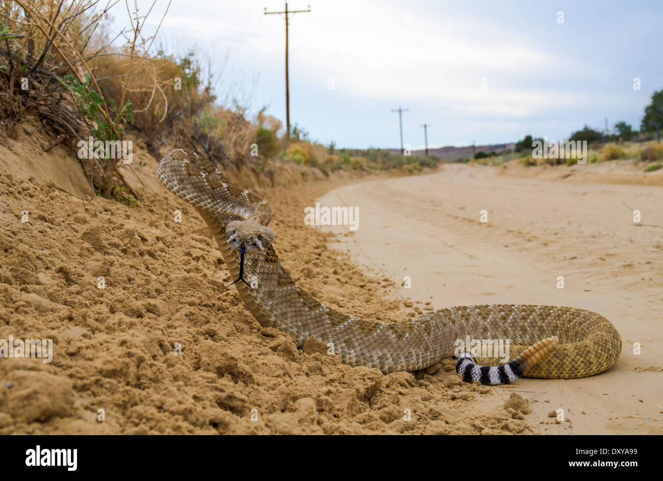 Western Diamond-backed Rattlesnake, (Crotalus atrox), Ojito deserto, Sandoval Co., New Mexico, negli Stati Uniti. Foto Stock
