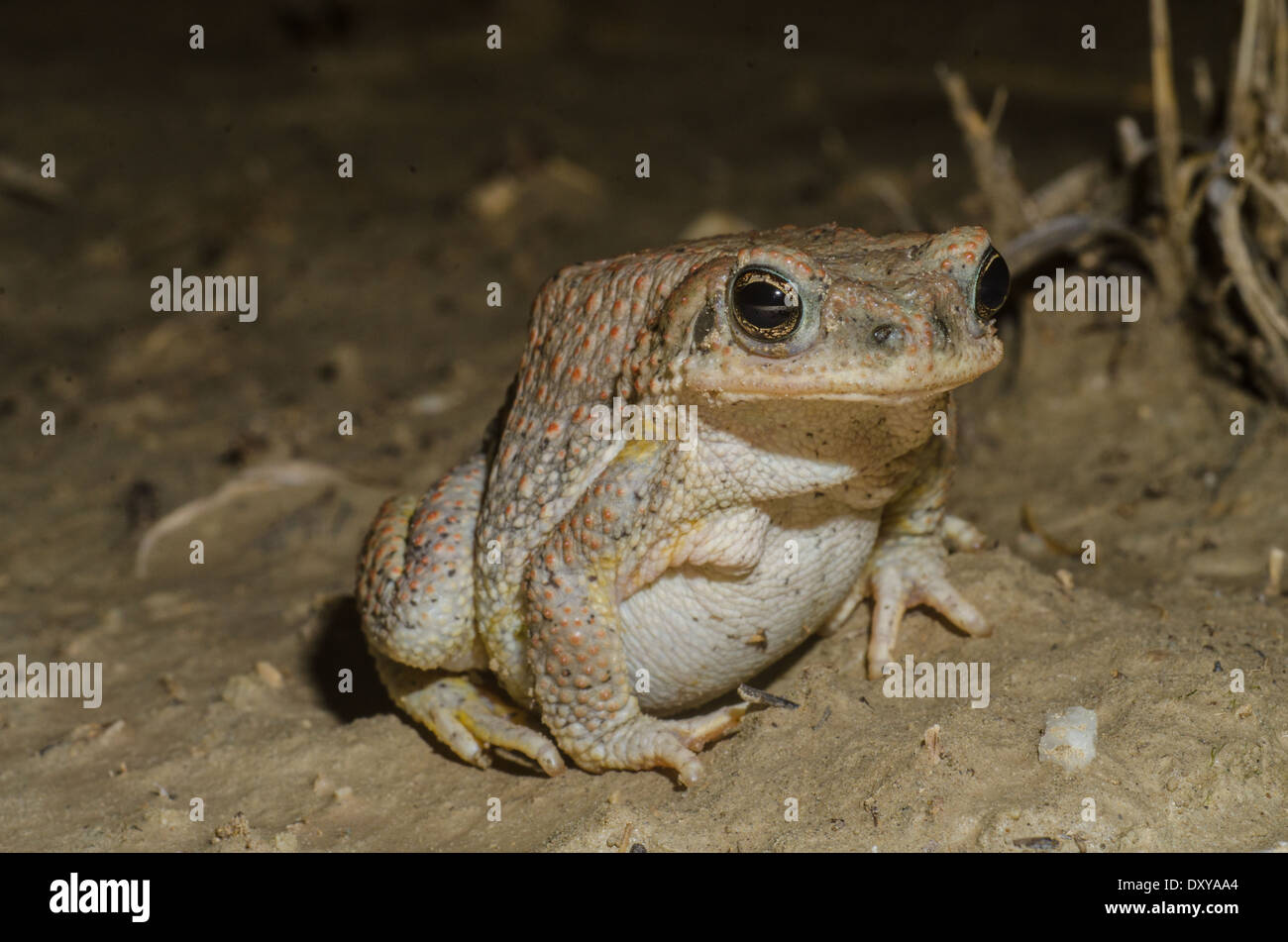 Red-spotted Toad, (Anaxyrus punctatus) Ojito deserto, Sandoval Co., New Mexico, negli Stati Uniti. Foto Stock