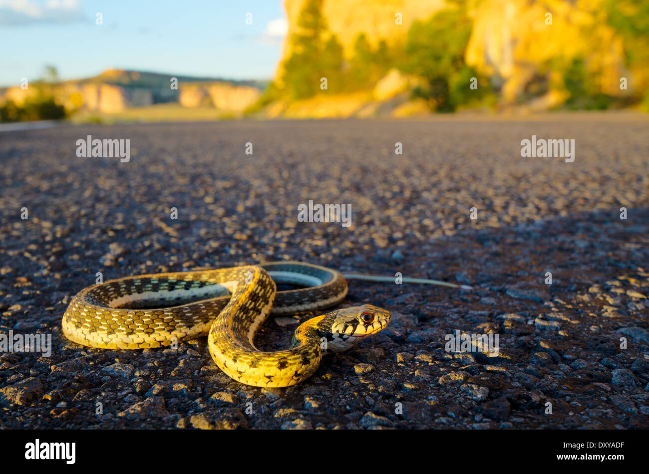 Western Black-colli di serpente giarrettiera, (Thamnophis cyrtopsis cyrtopsis), la si restringe, El Malpais monumento nazionale, Nuovo Messico, Stati Uniti d'America. Foto Stock