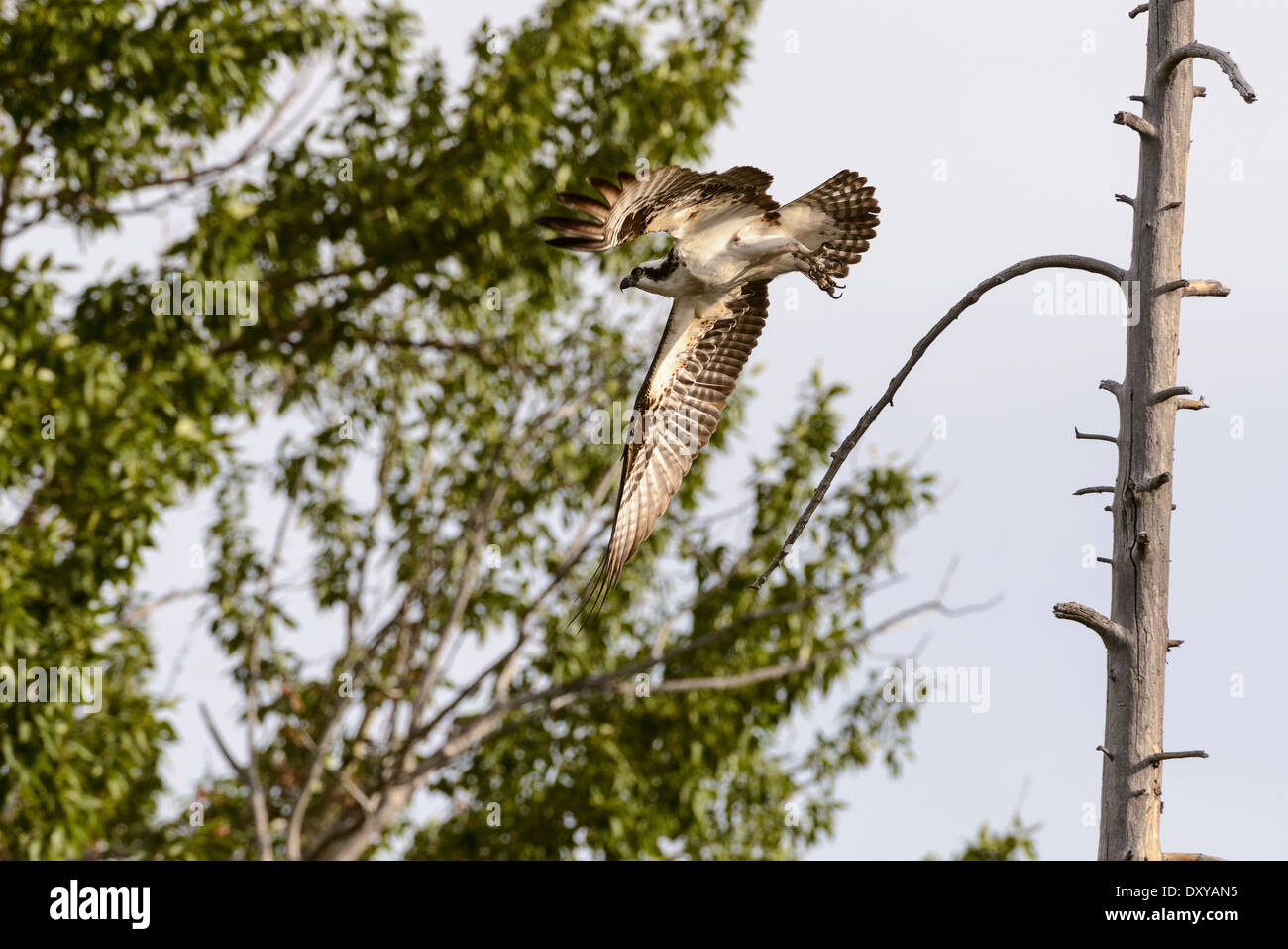 Un osprey prende il volo dopo che si appollaia in un albero morto al di sopra di un piccolo ruscello. Foto Stock