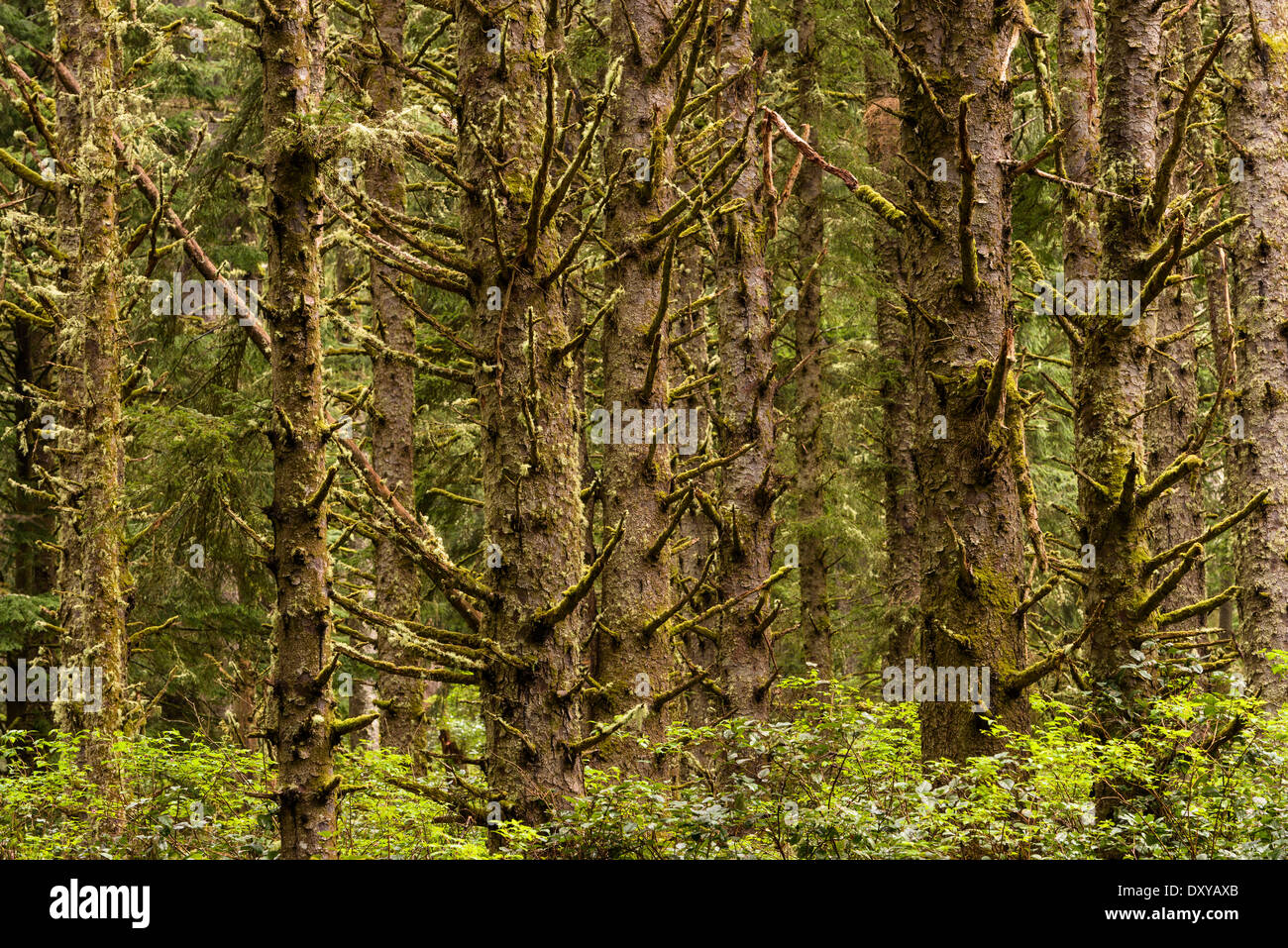 Sitka Spruce foresta a Capo dello Stato Meares punto panoramico. Foto Stock