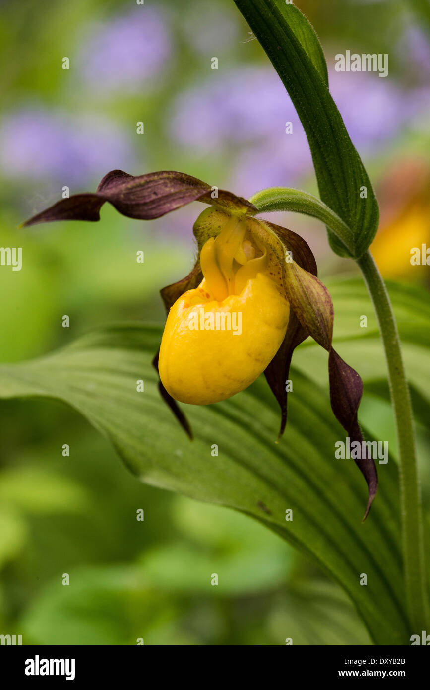 Giallo Pianella della Madonna fiore Cypripedium calceolus presso l'Università di Minnesota Landscape Arboretum. Foto Stock