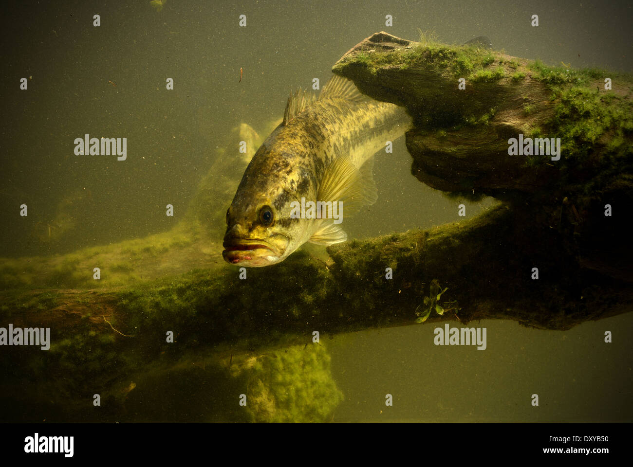 Grande bocca bass pesci nel lago di acqua dolce Foto Stock