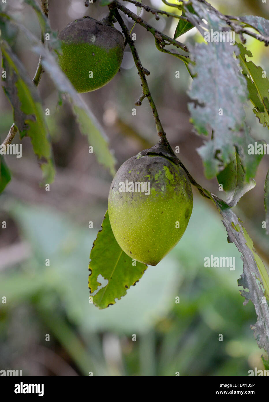 Black Sapote frutta o budino di cioccolato per alberi di frutta Foto Stock