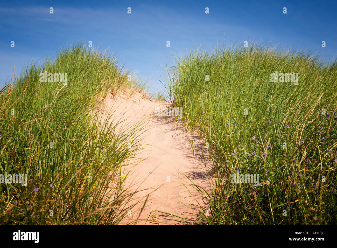 Sentiero di sabbia oltre le dune Spiaggia con erba nel nord Rustico, Prince Edward Island, Canada. Foto Stock