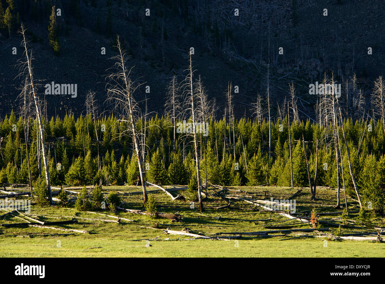 Il recupero della foresta dopo un incendio nel Parco Nazionale di Yellowstone vicino a Mt Haynes. Foto Stock