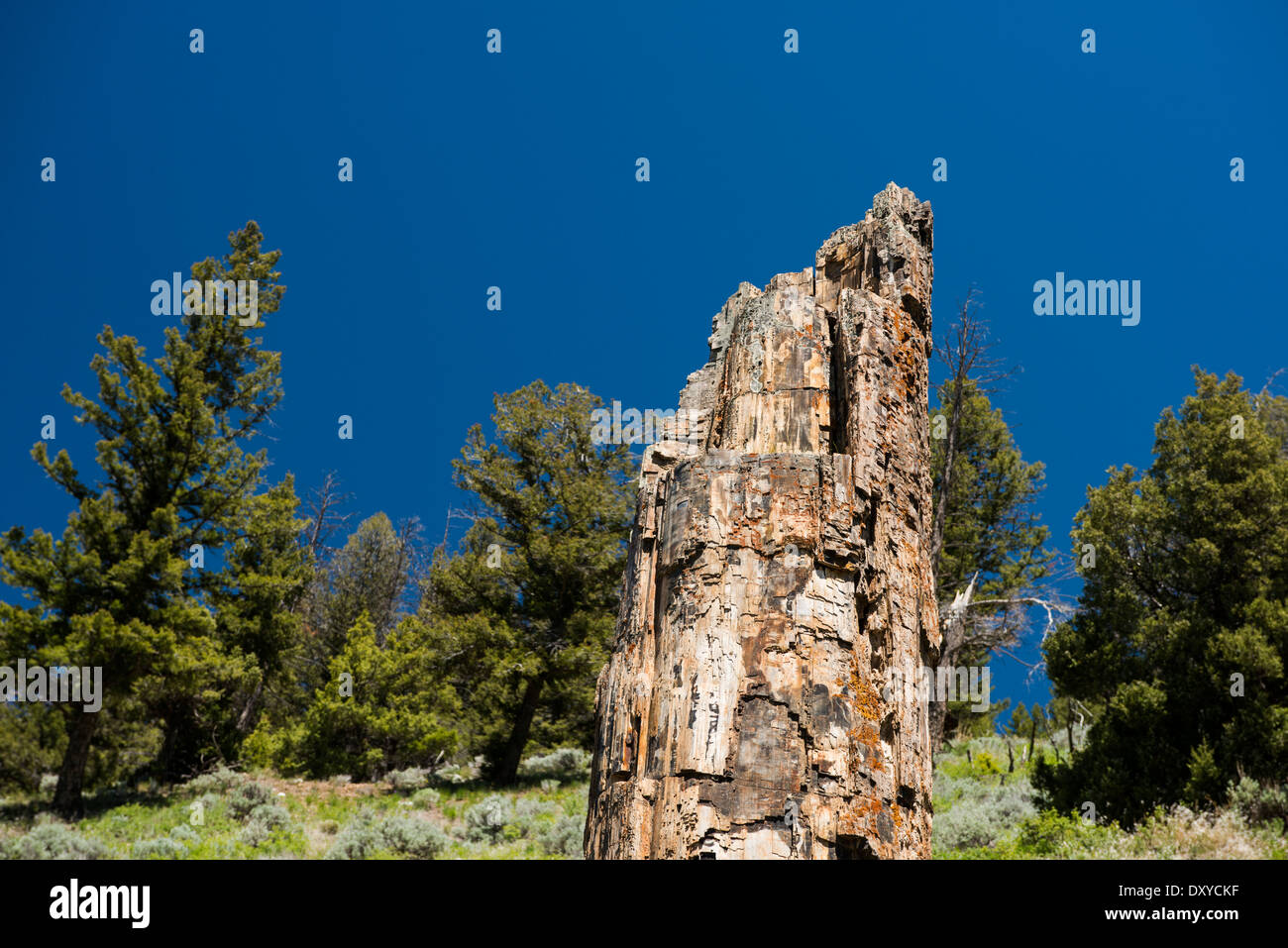 La struttura ad albero pietrificato, situato vicino al lago perduto sentiero nel Parco Nazionale di Yellowstone. Foto Stock