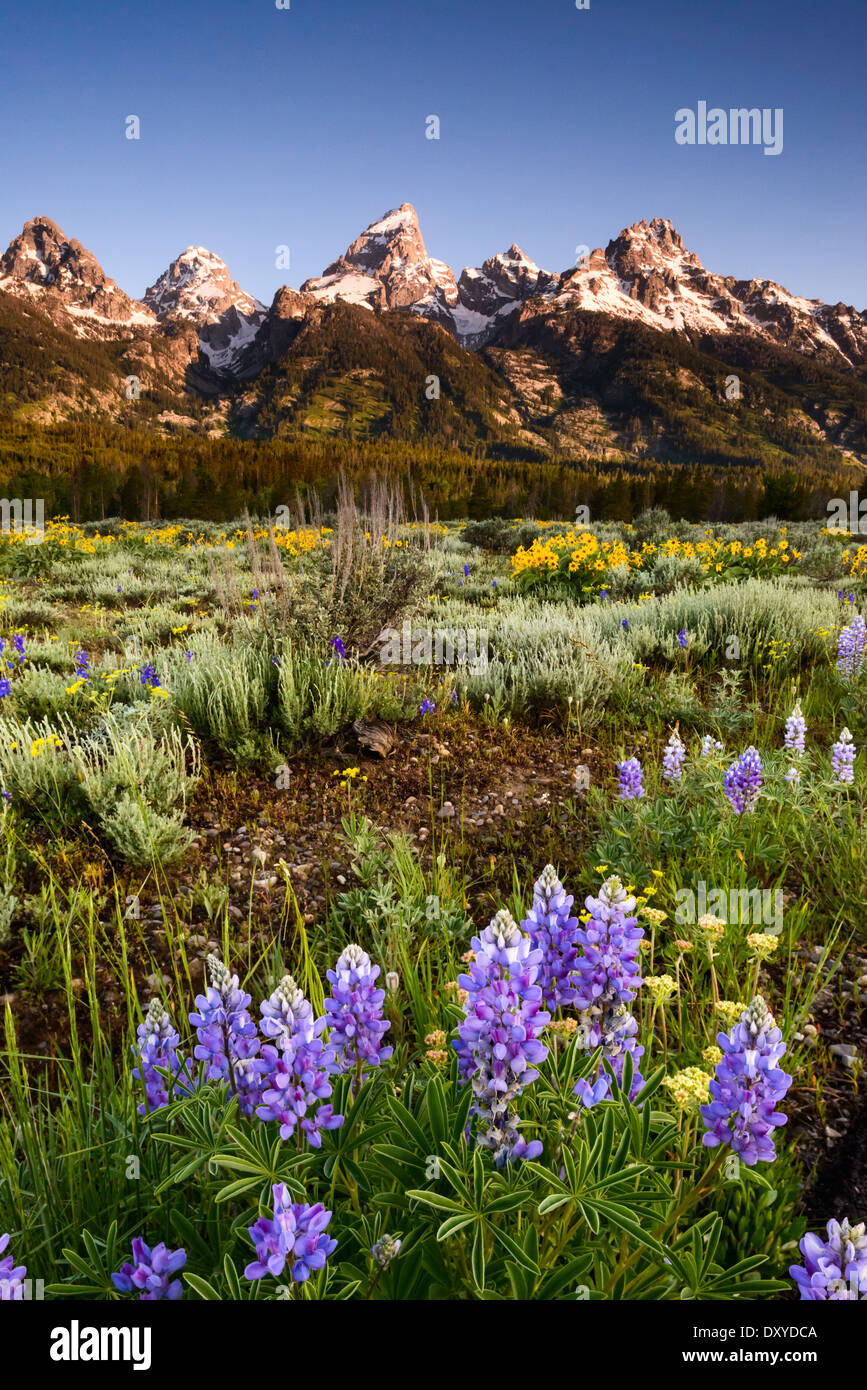 Fiori di lupino in parte anteriore del Teton gamma nel Parco Nazionale di Grand Teton. Foto Stock