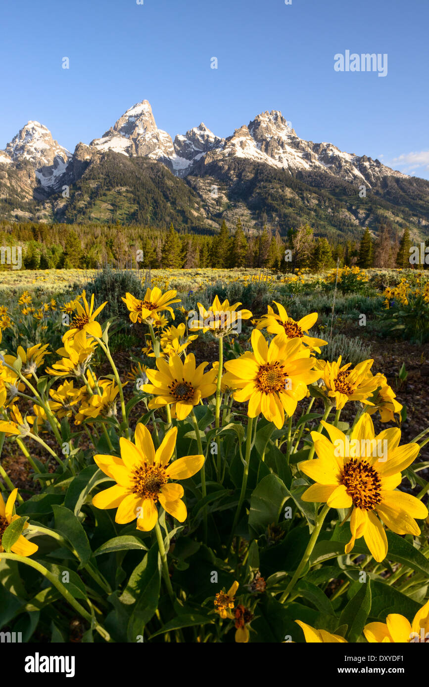 Arrowleaf Balsamroot fiori nella parte anteriore del Teton gamma nel Parco Nazionale di Grand Teton. Foto Stock