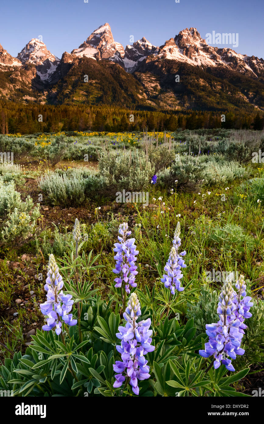 Fiori di lupino in parte anteriore del Teton gamma nel Parco Nazionale di Grand Teton. Foto Stock