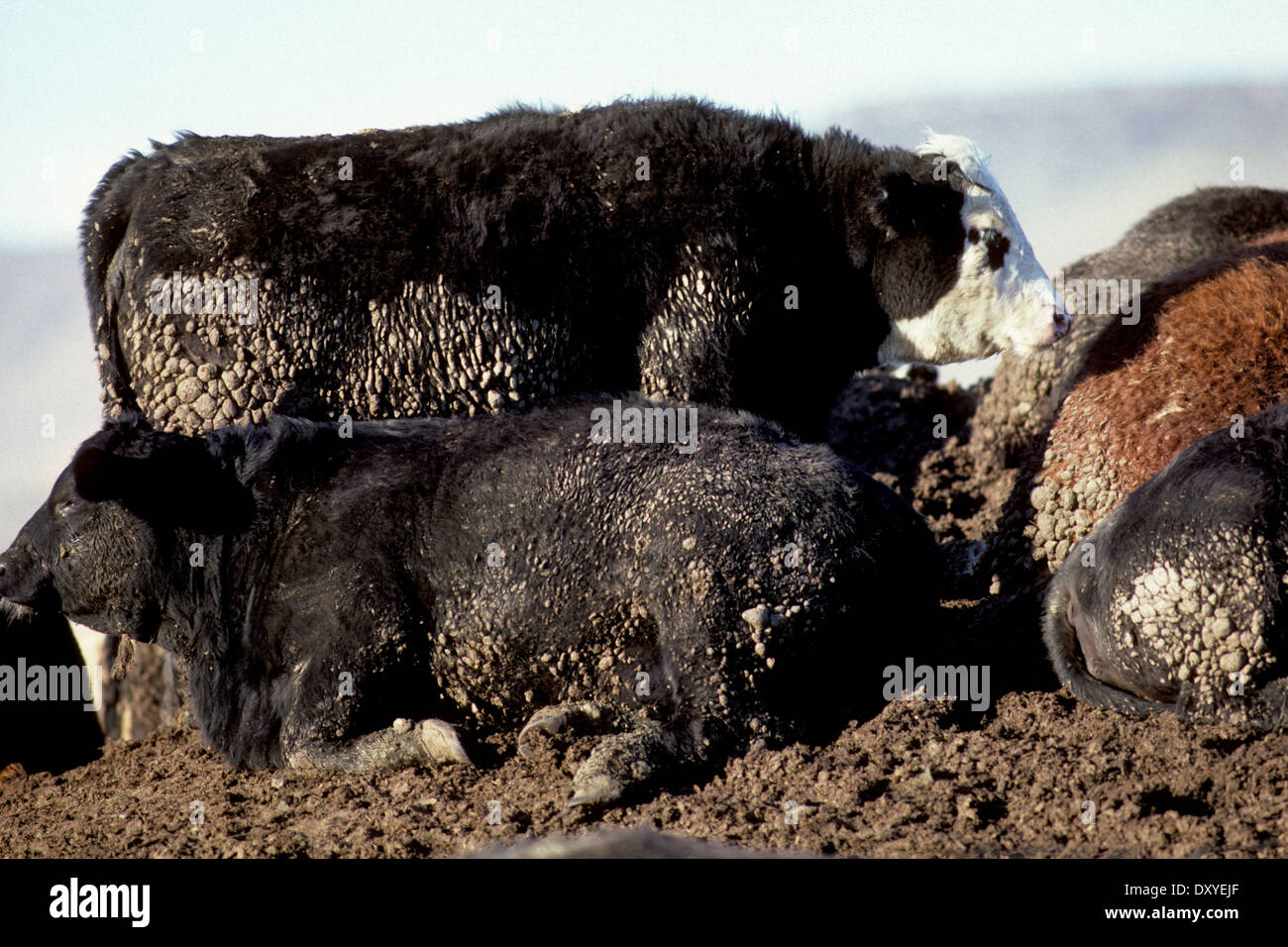 Bovini in un feedlot (concentrato di alimentazione degli animali funzionamento - CAFO) Foto Stock