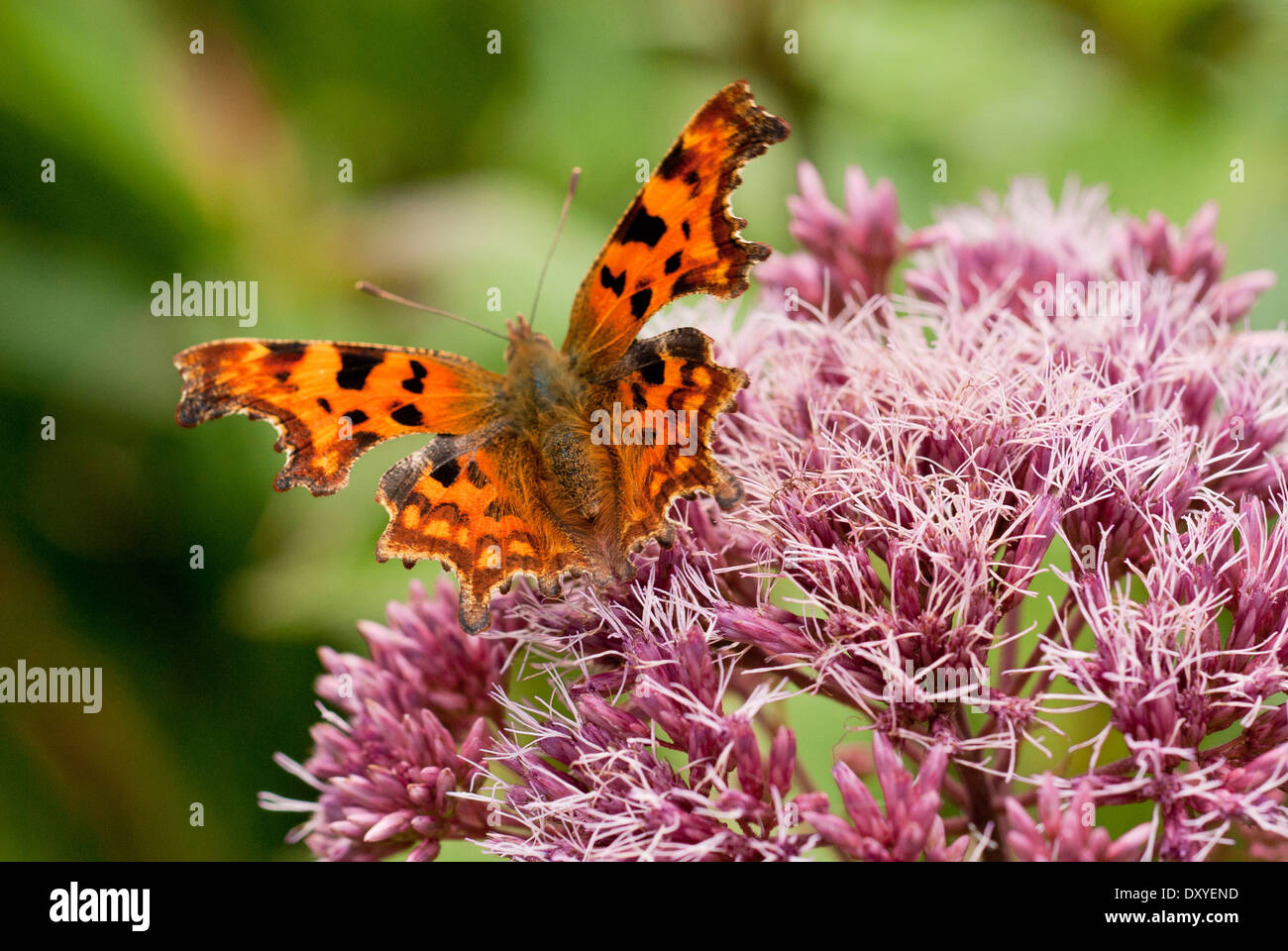 Polygonia c-album, virgola farfalla sulla Eupatorium maculatum Atropurpureum fiore di gruppo. Settembre. Foto Stock