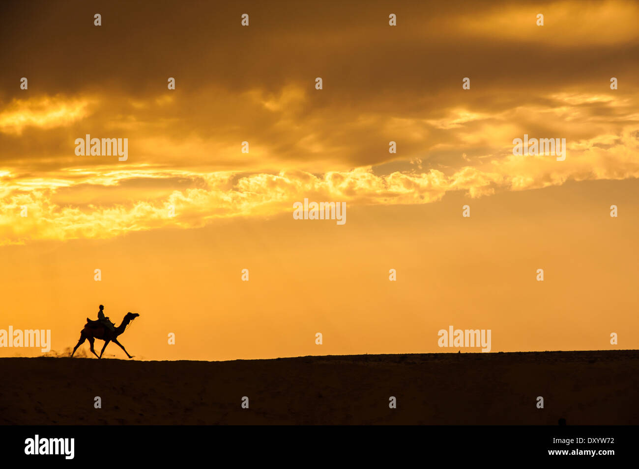 Silhouette uomo ride corsa di cammello sulle dune di sabbia Foto Stock