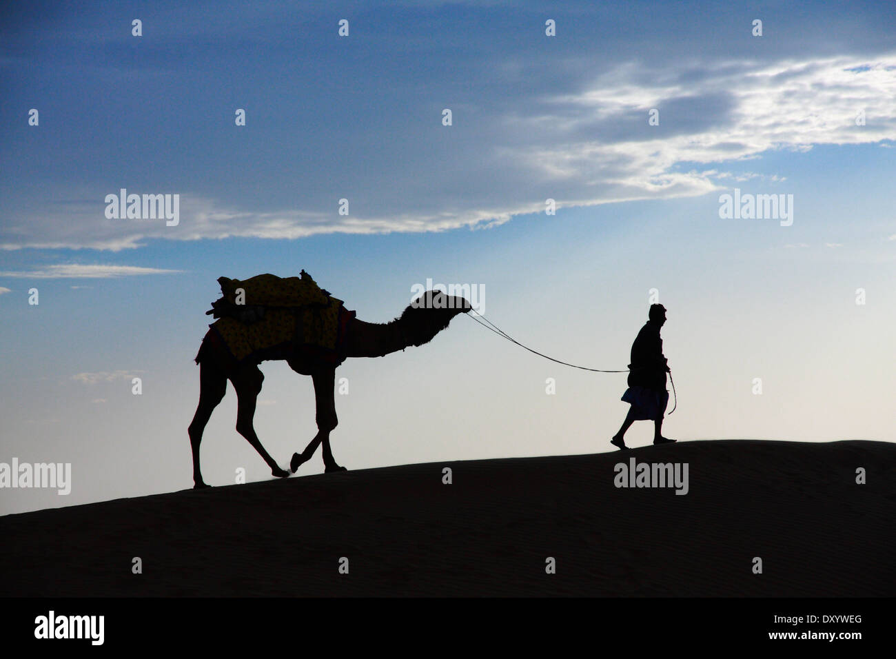 Un deserto passeggiate locali portano naso cammello attraverso il deserto di Thar drammatica la luce solare Foto Stock