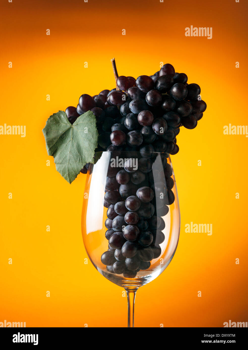 Ramo di maturazione delle uve in un bicchiere di vino Foto Stock