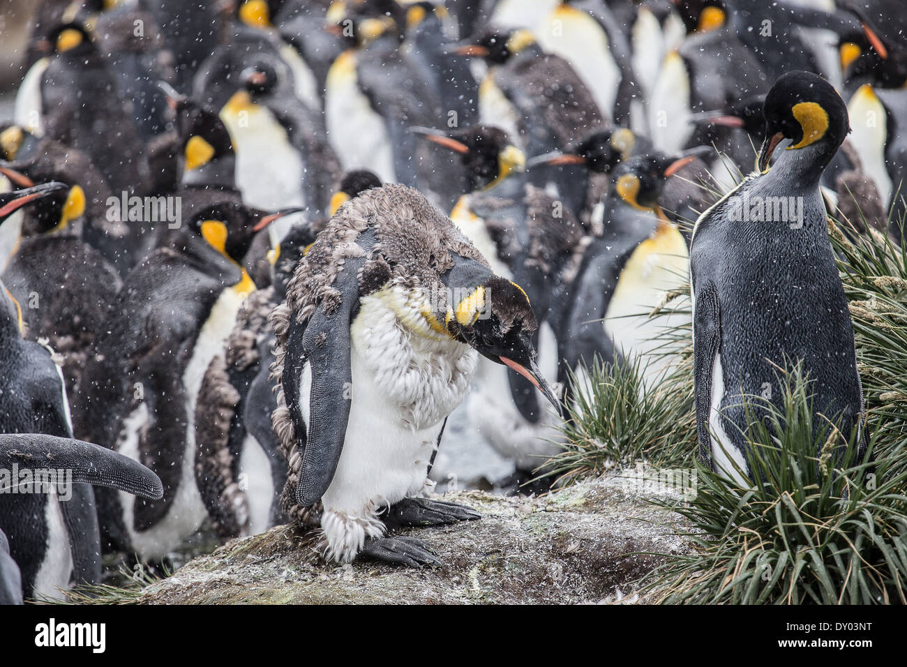 L'angoscia di un re moulting Penguin Foto Stock