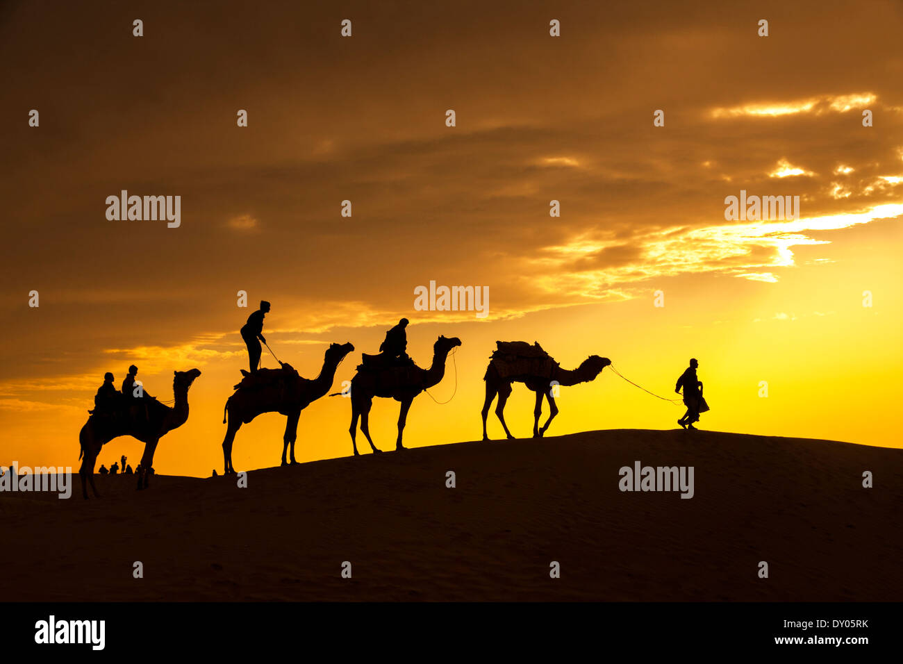 Deserto passeggiate locali portano naso cammello attraverso il deserto di Thar India drammatico sfondo alla luce solare Foto Stock