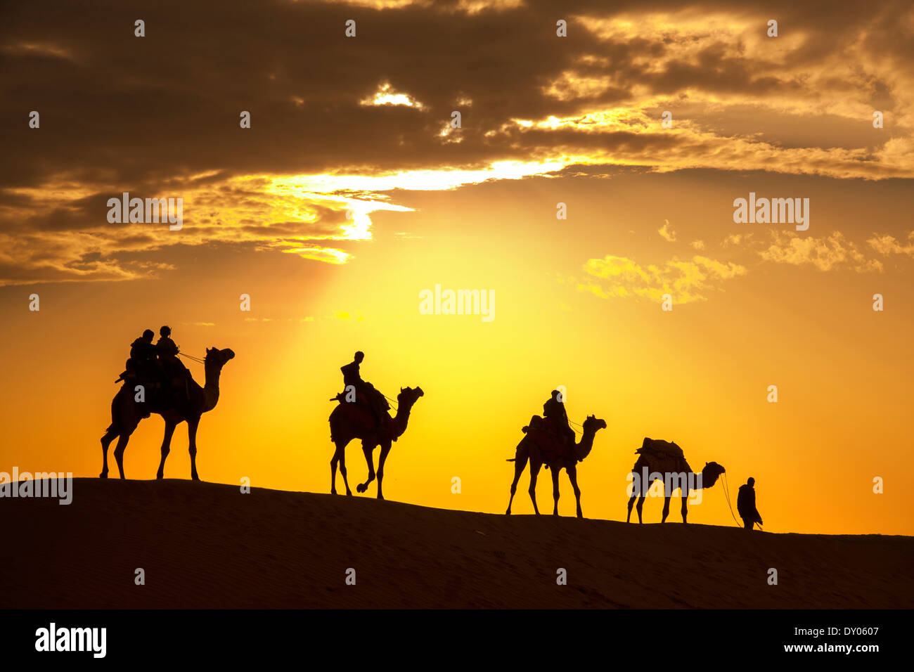 Deserto passeggiate locali portano naso cammello attraverso il deserto di Thar India drammatico sfondo alla luce solare Foto Stock