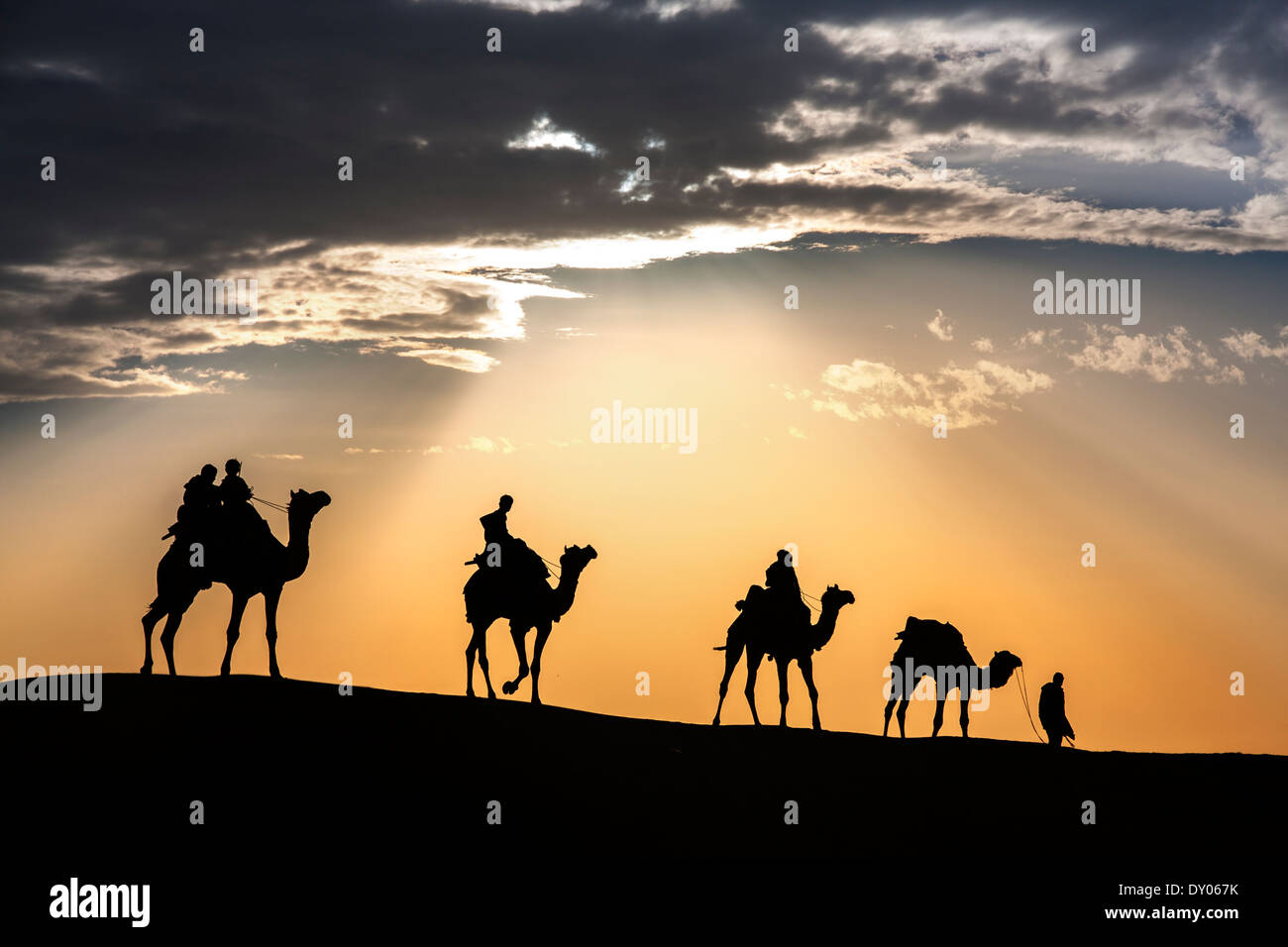 Deserto passeggiate locali portano naso cammello attraverso il deserto di Thar India drammatico sfondo alla luce solare Foto Stock