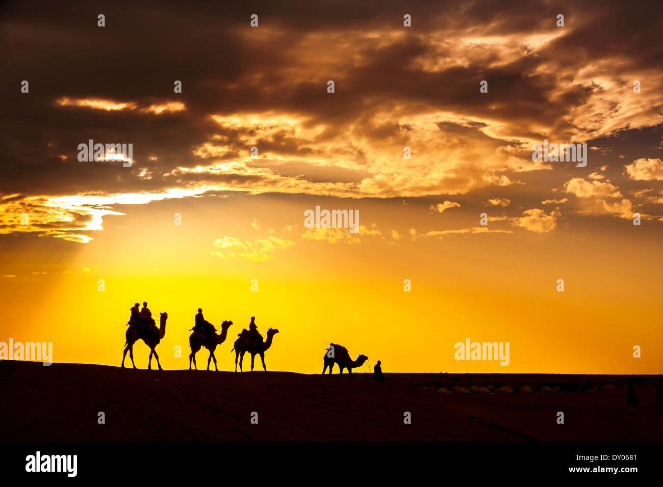 Deserto passeggiate locali portano naso cammello attraverso il deserto di Thar India drammatico sfondo alla luce solare Foto Stock