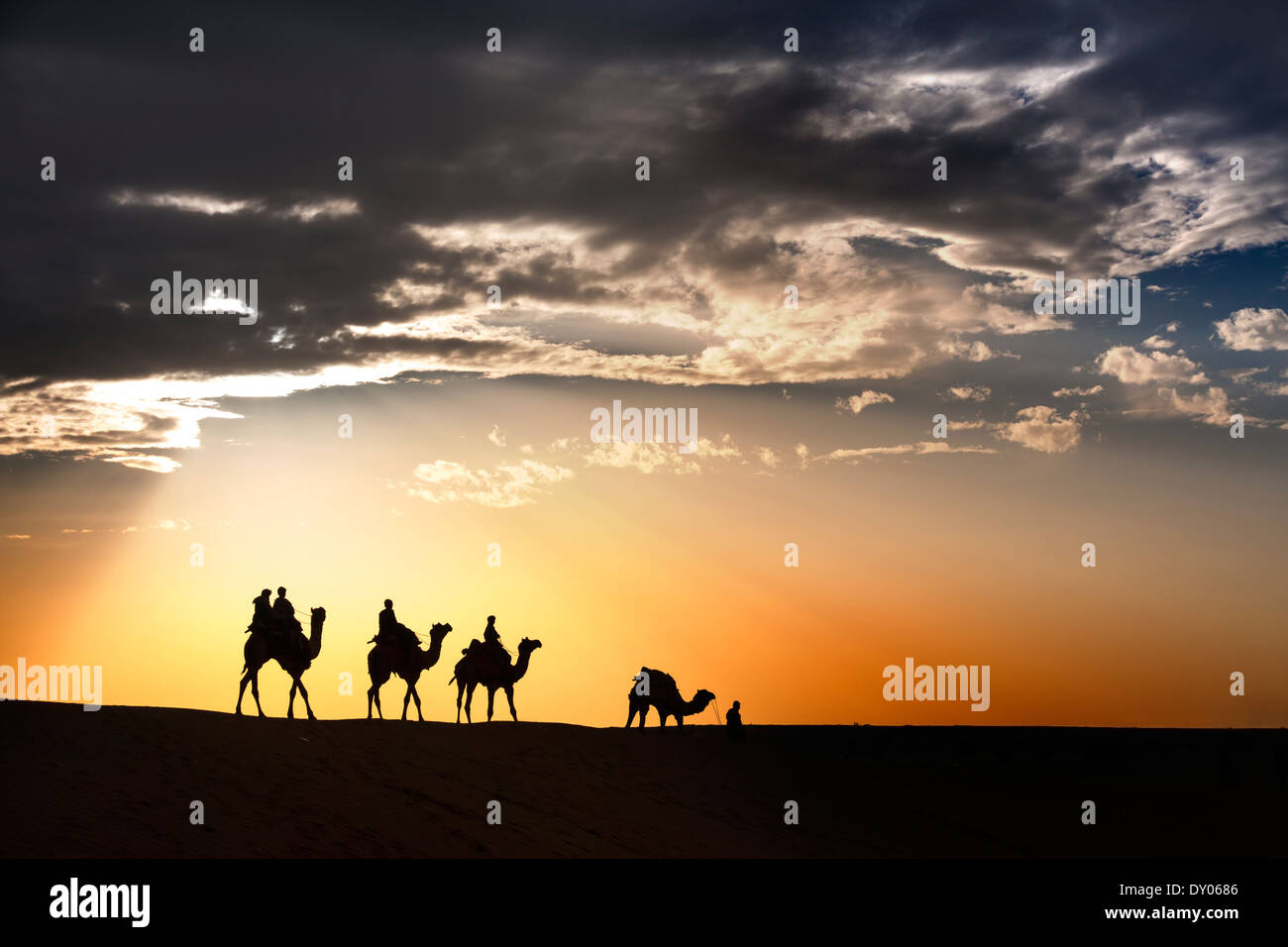 Deserto passeggiate locali portano naso cammello attraverso il deserto di Thar India drammatico sfondo alla luce solare Foto Stock