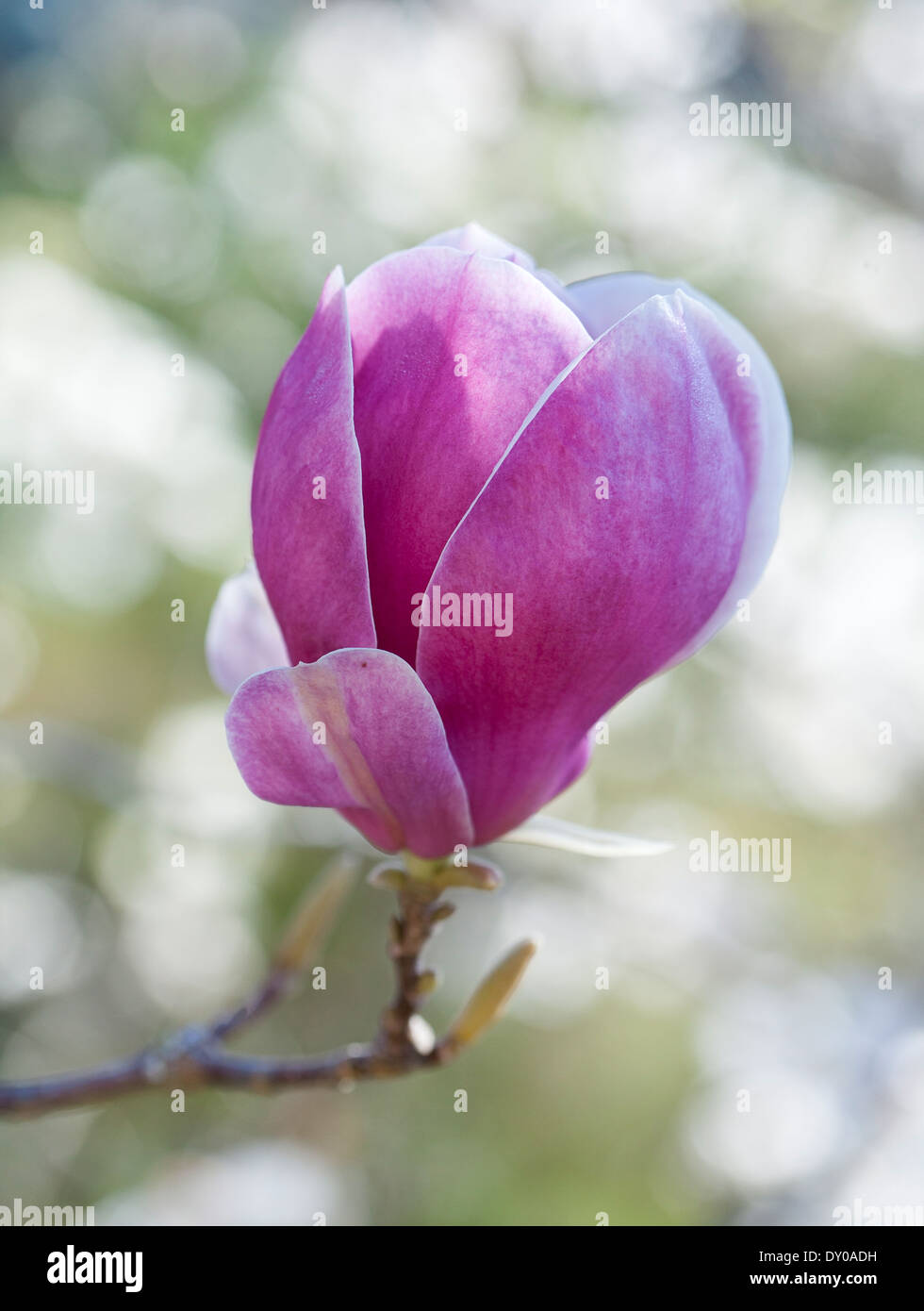 Magnolia bud in fiore Foto Stock