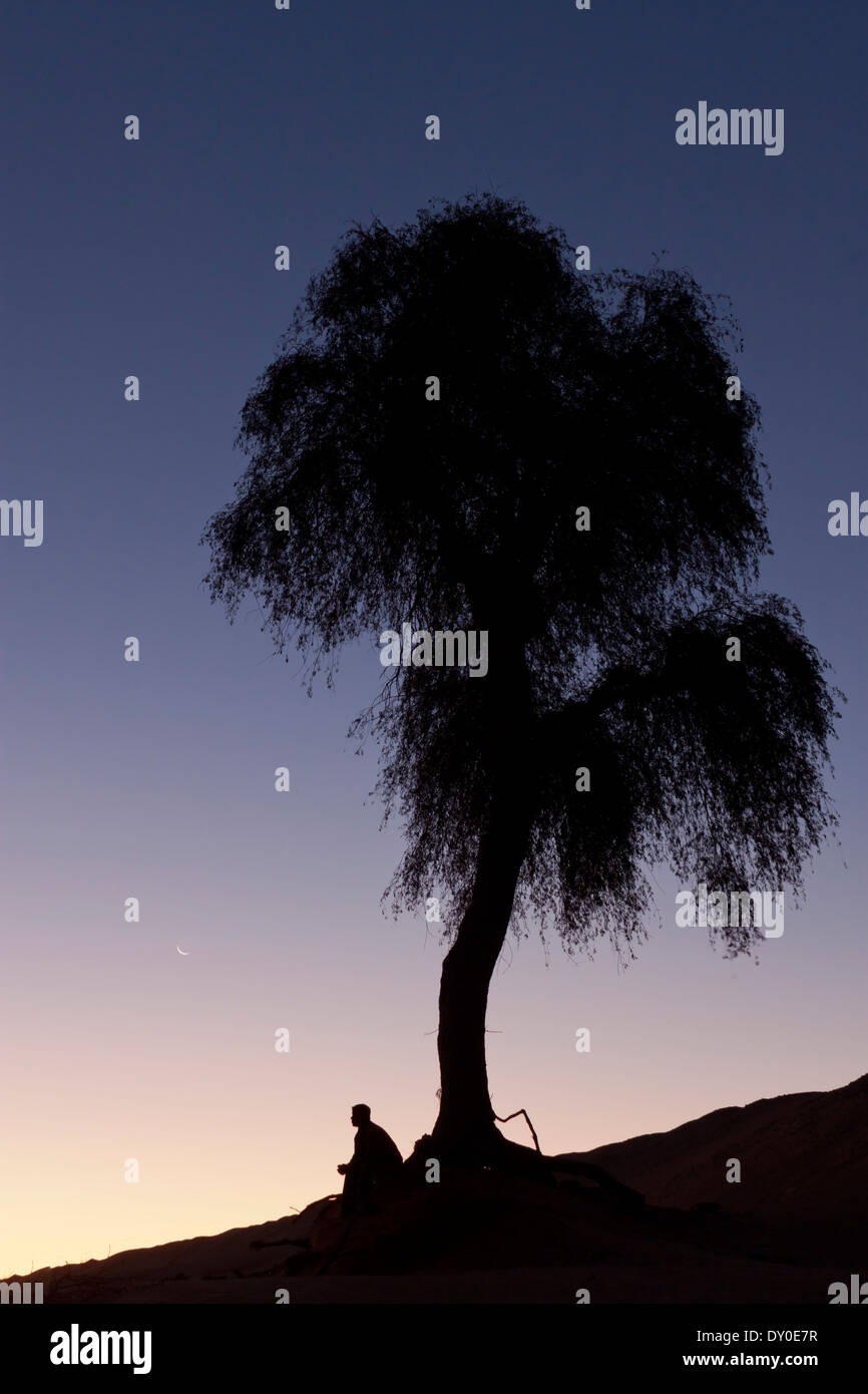 Uomo seduto sotto un albero nel deserto da soli Foto Stock