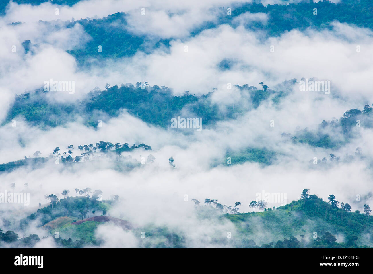Nebbia un movimento su una foresta di pini mountain Foto Stock