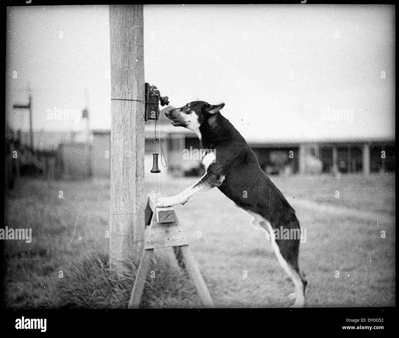 Questa fotografia del 1935 mostra Tess, un cane della polizia pastore tedesco che lavora per la polizia del nuovo Galles del Sud. Tess viene catturato in una posa insolita, dimostrando il legame tra gli ufficiali e i loro compagni K9 durante questa epoca. Foto Stock