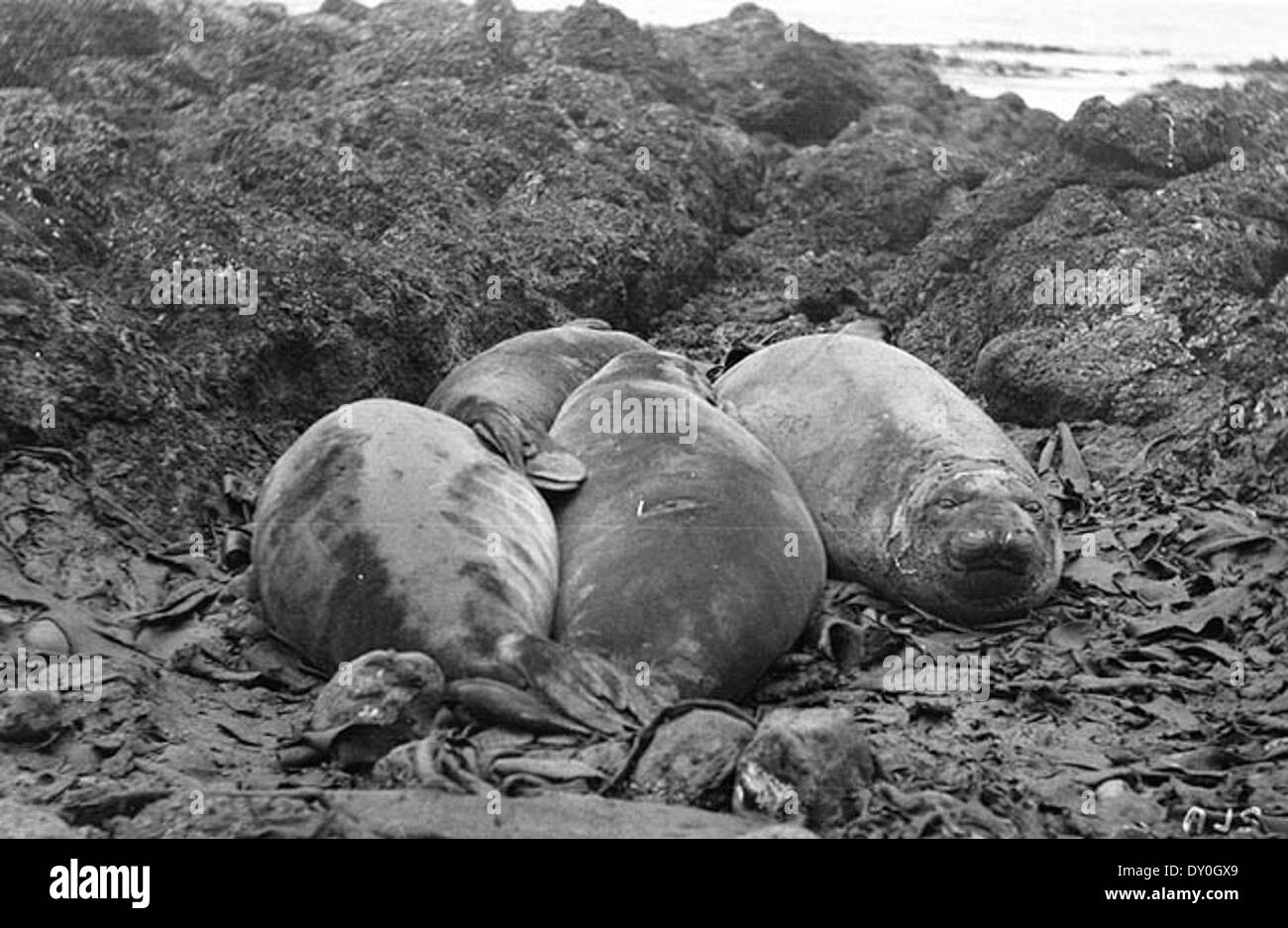 Giovane mare-elefanti sulla spiaggia, Macquarie Ilsand, Antartide, 1911-1914 / Arthur A. Sawyer Foto Stock