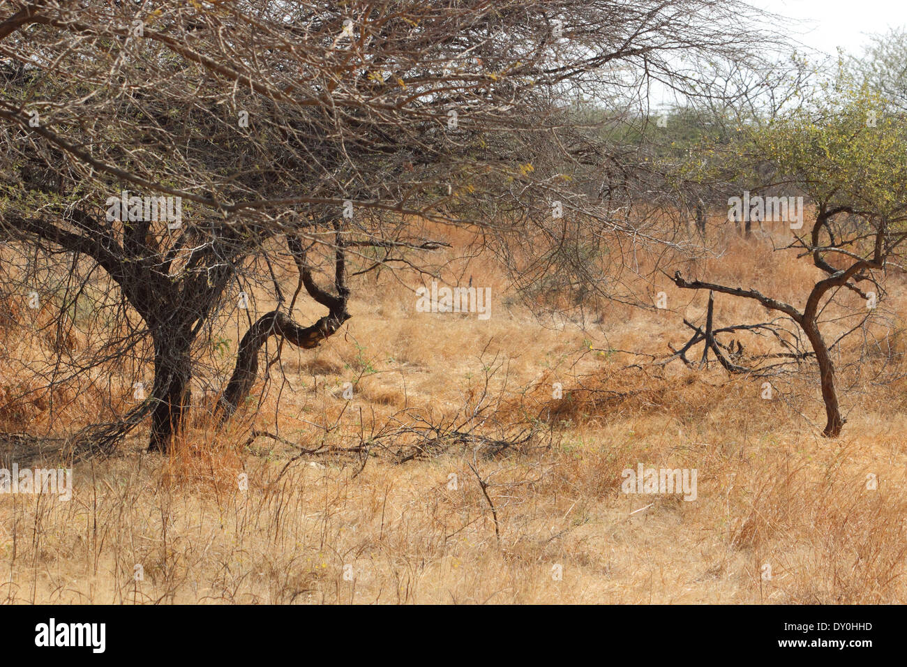 Gir forest in India Foto Stock