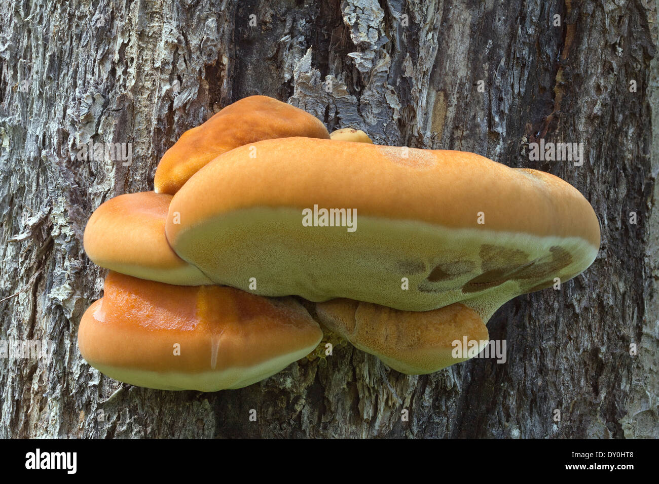 Giovani Polyporus sulfurei (ripiano fungo) fungo parassita Foto Stock