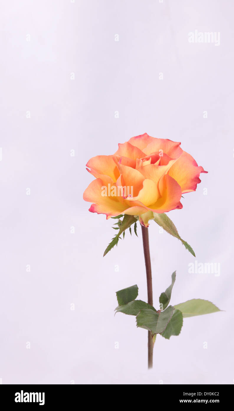 Un singolo giallo/arancione rosa proveniente dall'angolo in basso a sinistra del telaio(4 di una serie di 4) Foto Stock