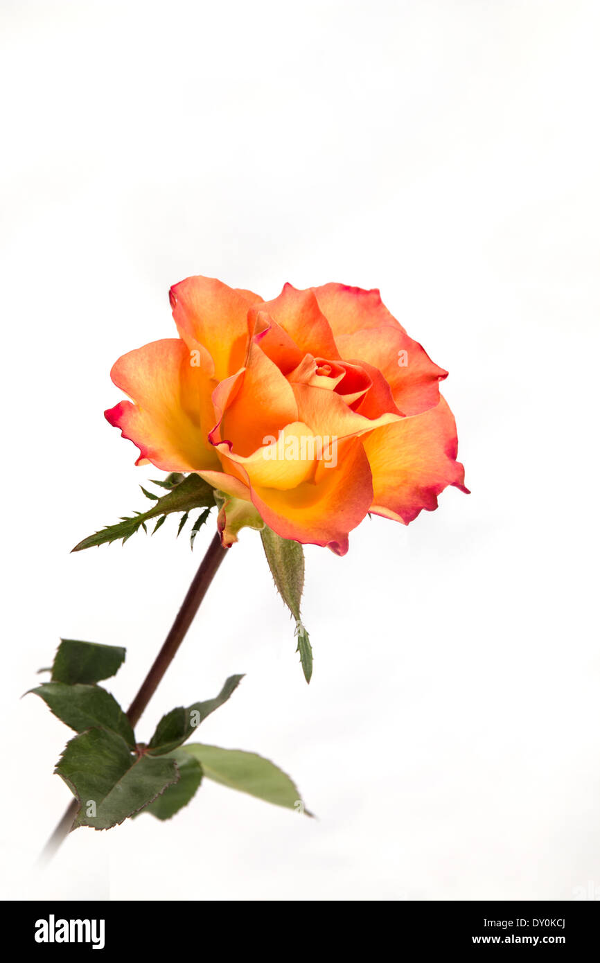 Un singolo giallo/arancione rosa proveniente dall'angolo in basso a sinistra del telaio(2 di una serie di 4) Foto Stock